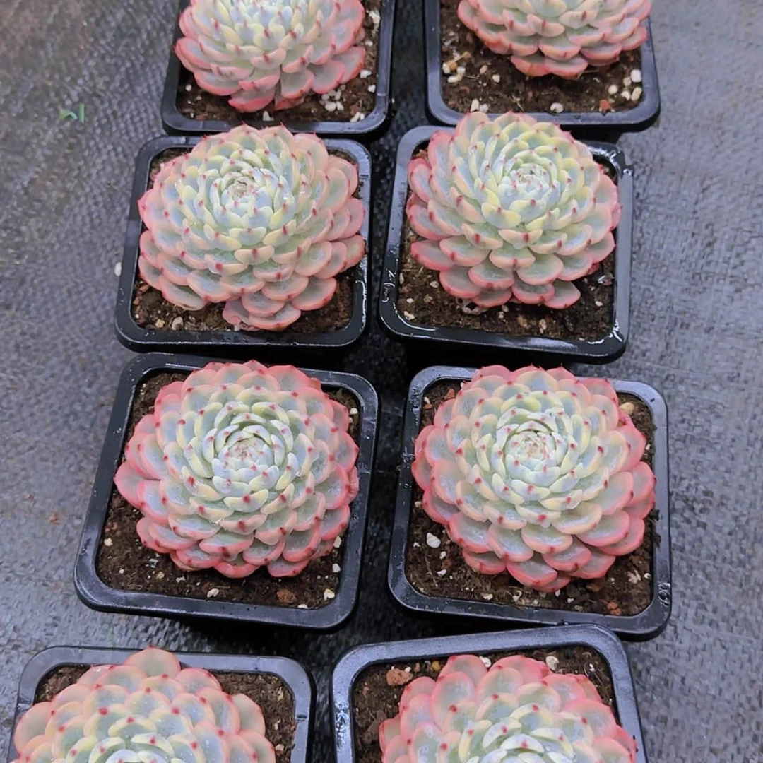 【闪购商品】吉莲锦多层