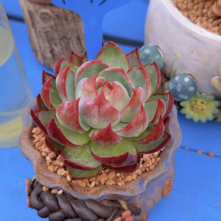 ꧁****꧂1093多肉植物一物一拍