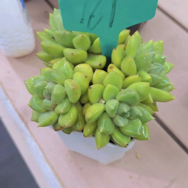 ￴****￴161多肉植物一物一拍