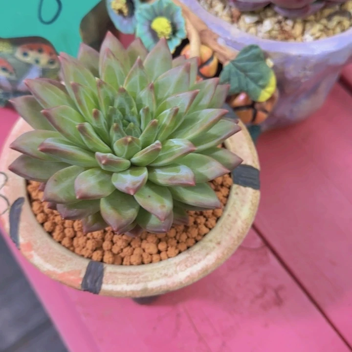 影*8多肉植物一物一拍