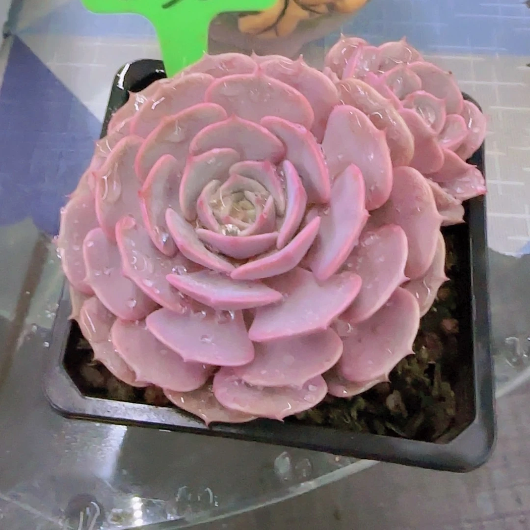 【闪购商品】心*在532----