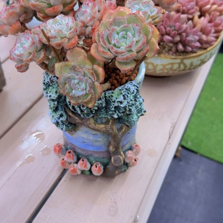 ￴****￴70多肉植物一物一拍