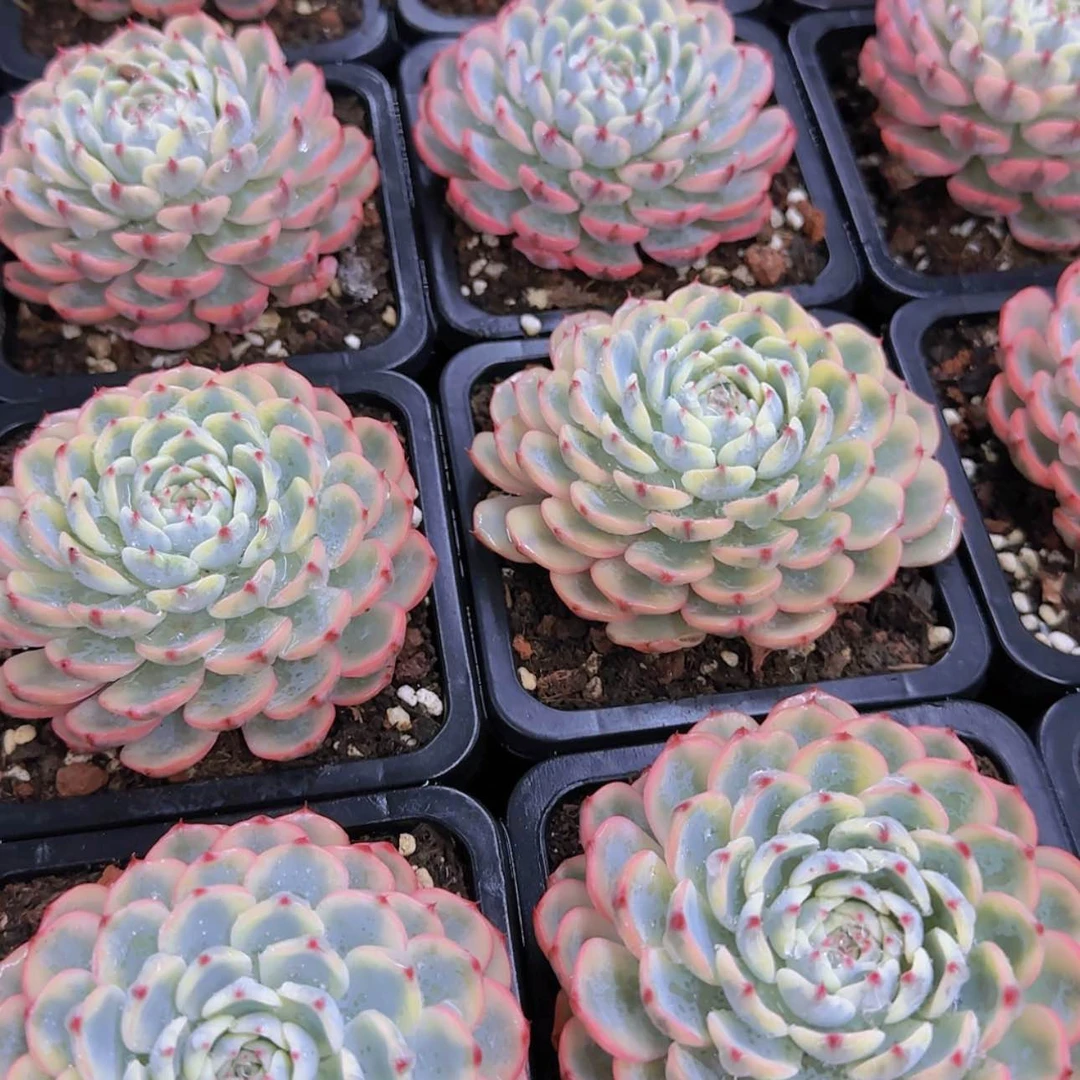 【闪购商品】吉莲锦单头