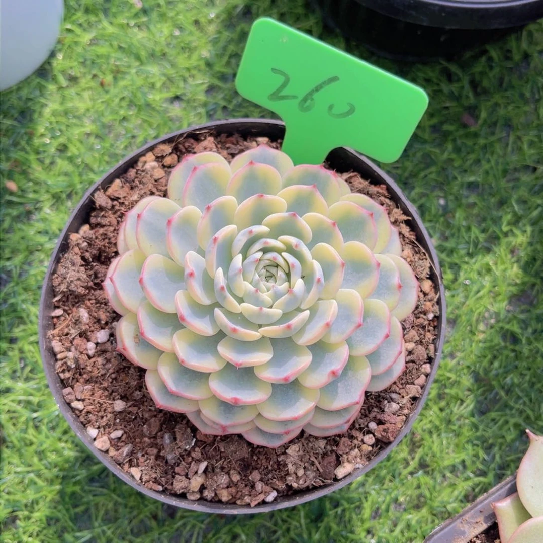 低****1260号多肉植物一物一拍