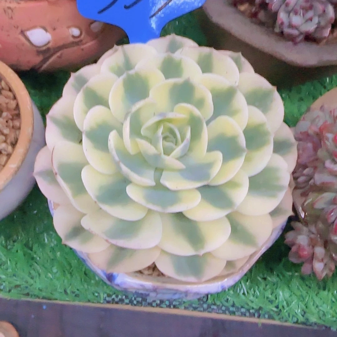 【闪购商品】博*353