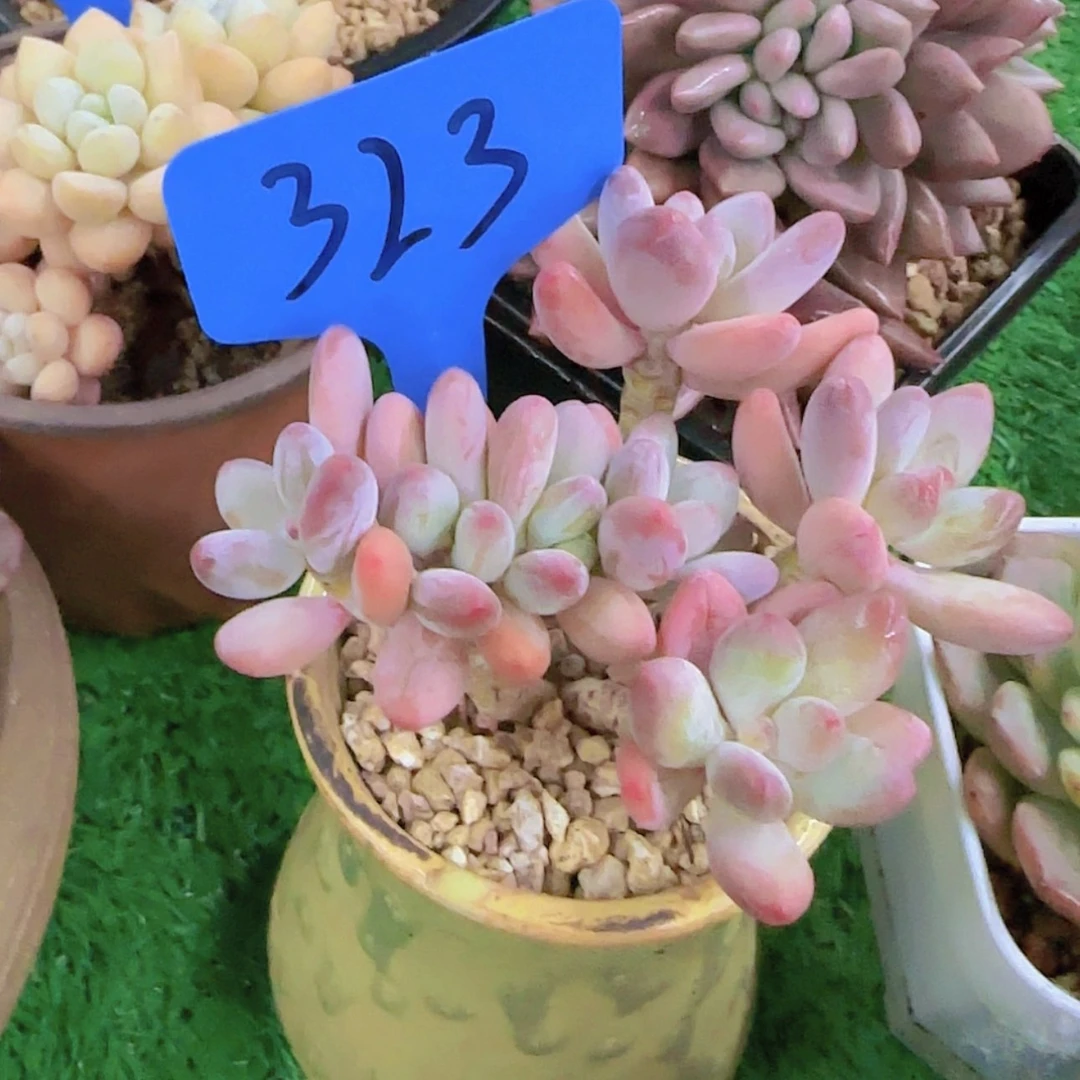 【闪购商品】S323。。。。。