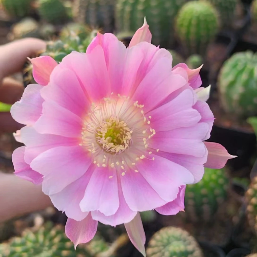 丽花仙人球2个4-5公分脱土不带盆 花色随机多肉绿植花卉阳台植物