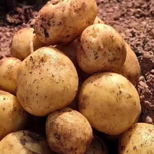 五峰高山马儿科土豆