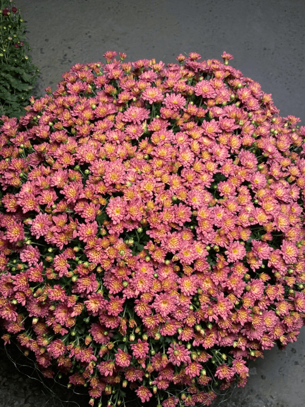 千头菊  1.5加仑，超大冠幅，西瓜红爆花不停易种好养盆栽菊花