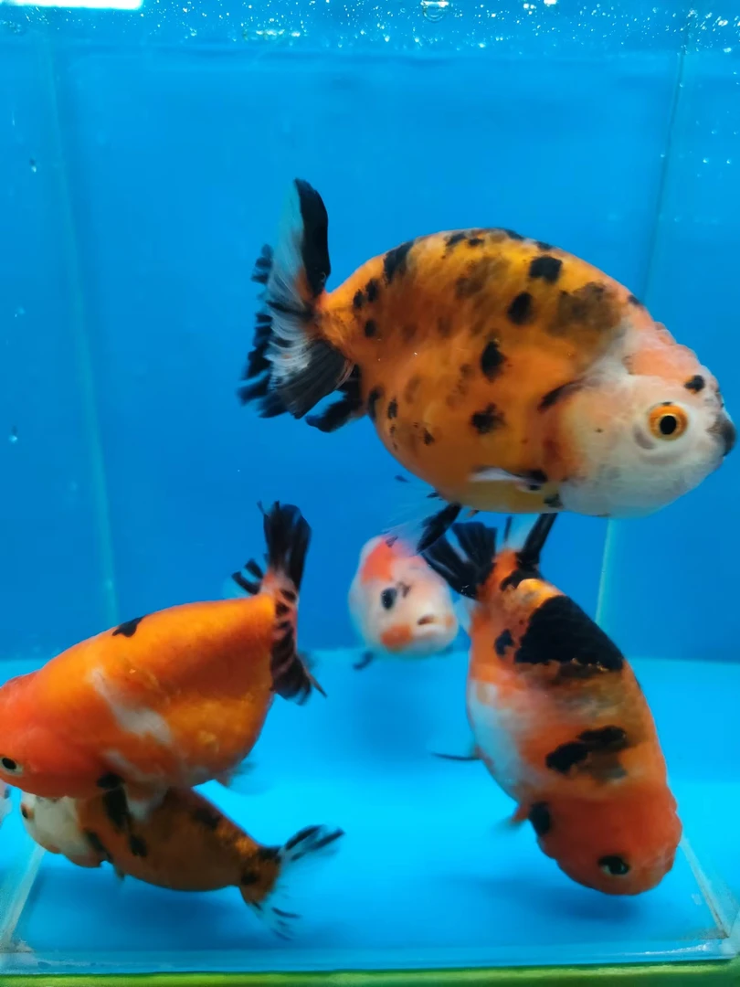 观赏鱼包装邮费差价