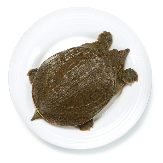 生态大黄甲鱼2斤~2.5斤（默认杀）