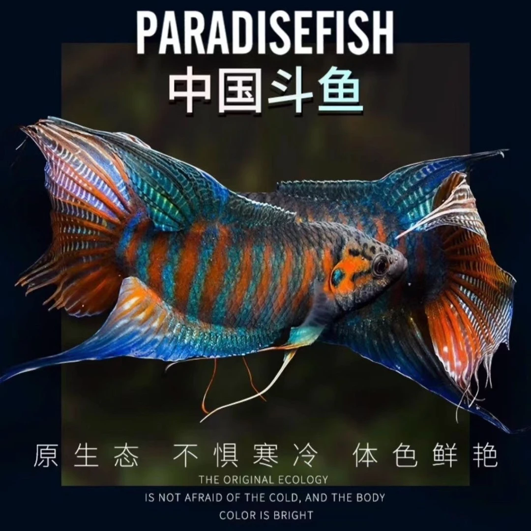 中国观赏鱼斗鱼活鱼活体叉尾菩萨鱼耐养小型观赏鱼斗鱼活鱼包邮