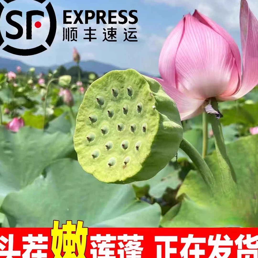 【顺丰包邮】洪湖新鲜莲蓬莲子现摘现发应季嫩甜莲蓬