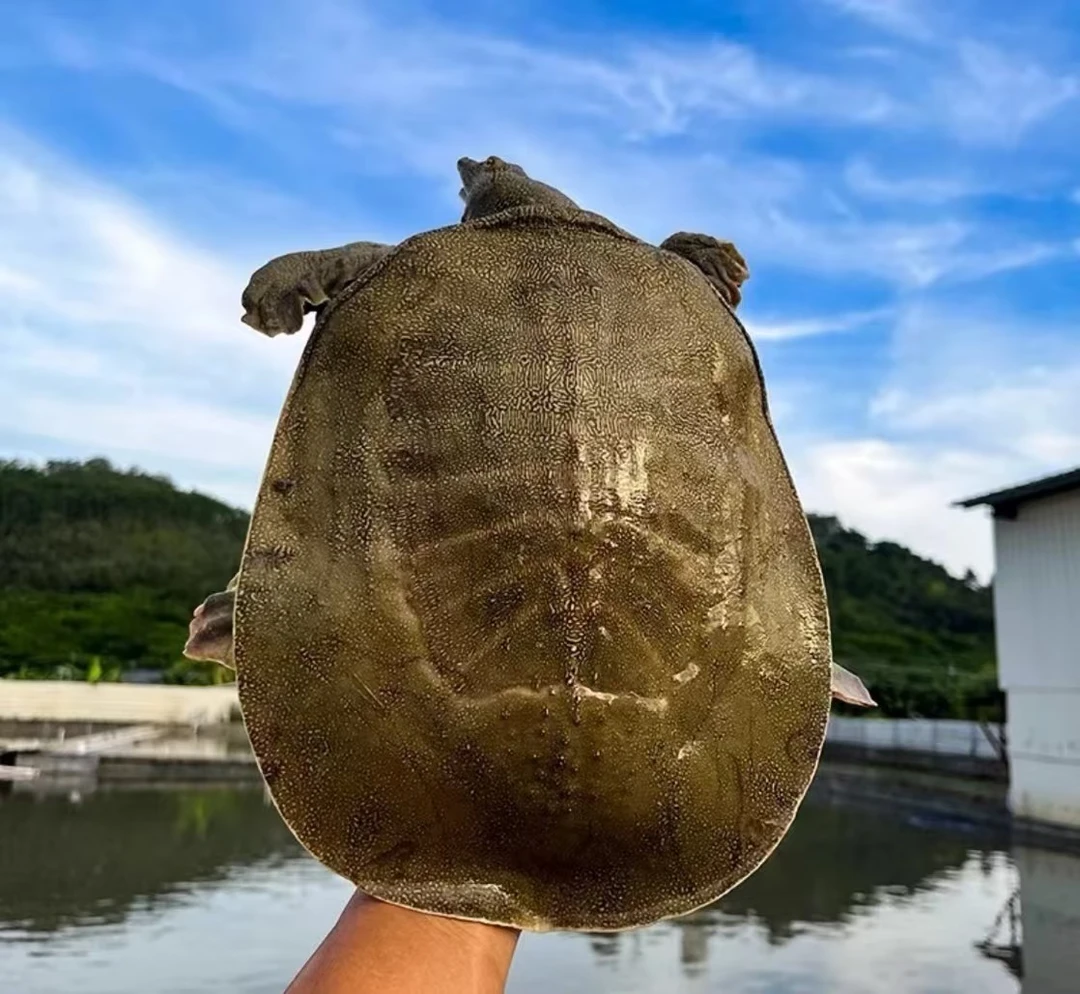 （3只老甲鱼）2店生态老甲鱼包活到家 顺丰包邮