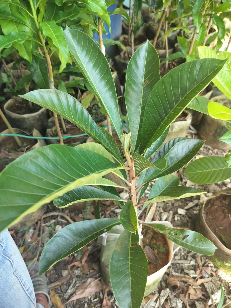 正宗妈咪果嫁接果树苗