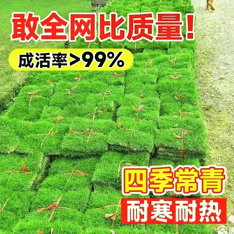 高档真草坪带泥土大型庭院别墅花园种植化四季青果岭草台湾草带土