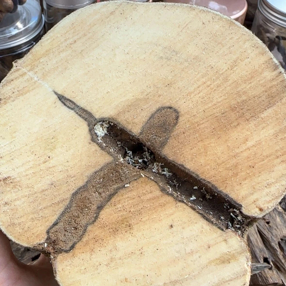 【闪购商品】香道类原木