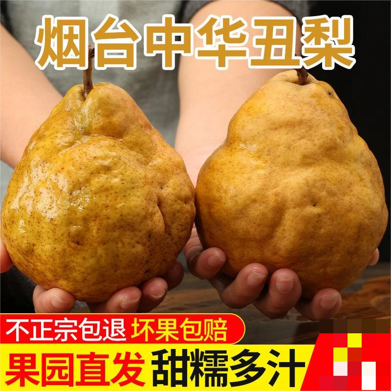中华丑梨山东烟台新鲜水果包邮太婆梨多汁甜软秋月梨正宗