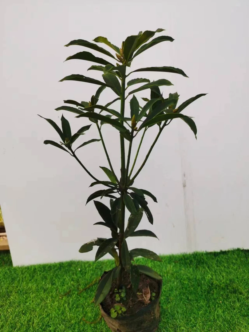 高山杜鹃花露珠杜鹃仔播苗