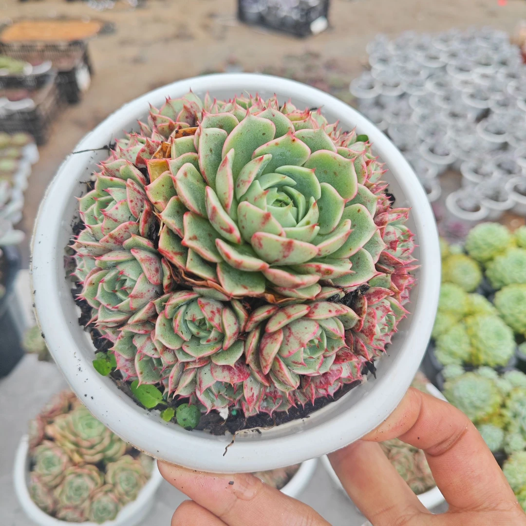 精选苯巴蒂斯 凡叔多肉