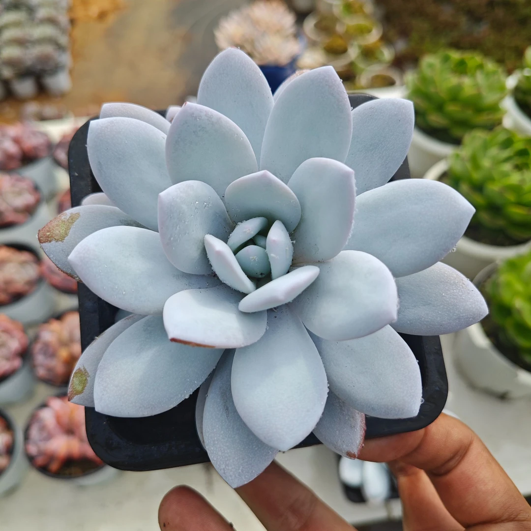 精选雪莲 凡叔多肉