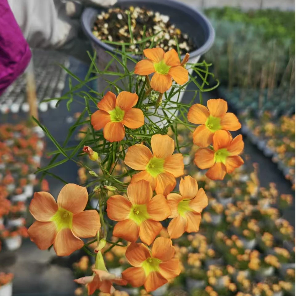 【坤哥推荐】酢浆草早花盆栽  喵小瘦家 星星九妹纤细 原盆原土发货