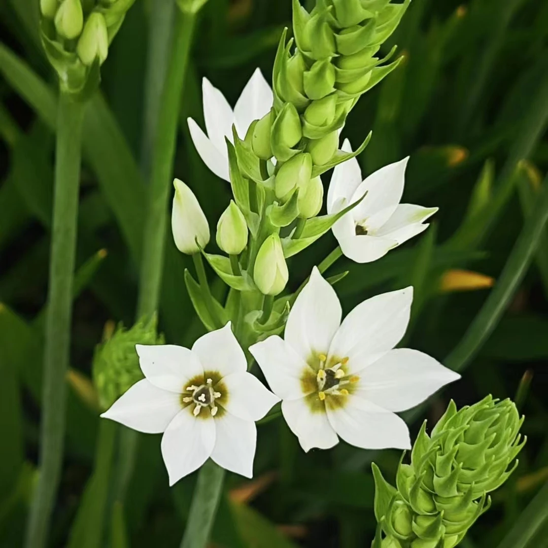 秋植小球根  白色杜宾万年青 喵小痩家 百合科 3球装 花期长