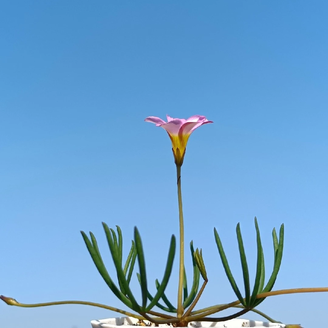 酢浆草早花种球，现货 爪子类，长发类等