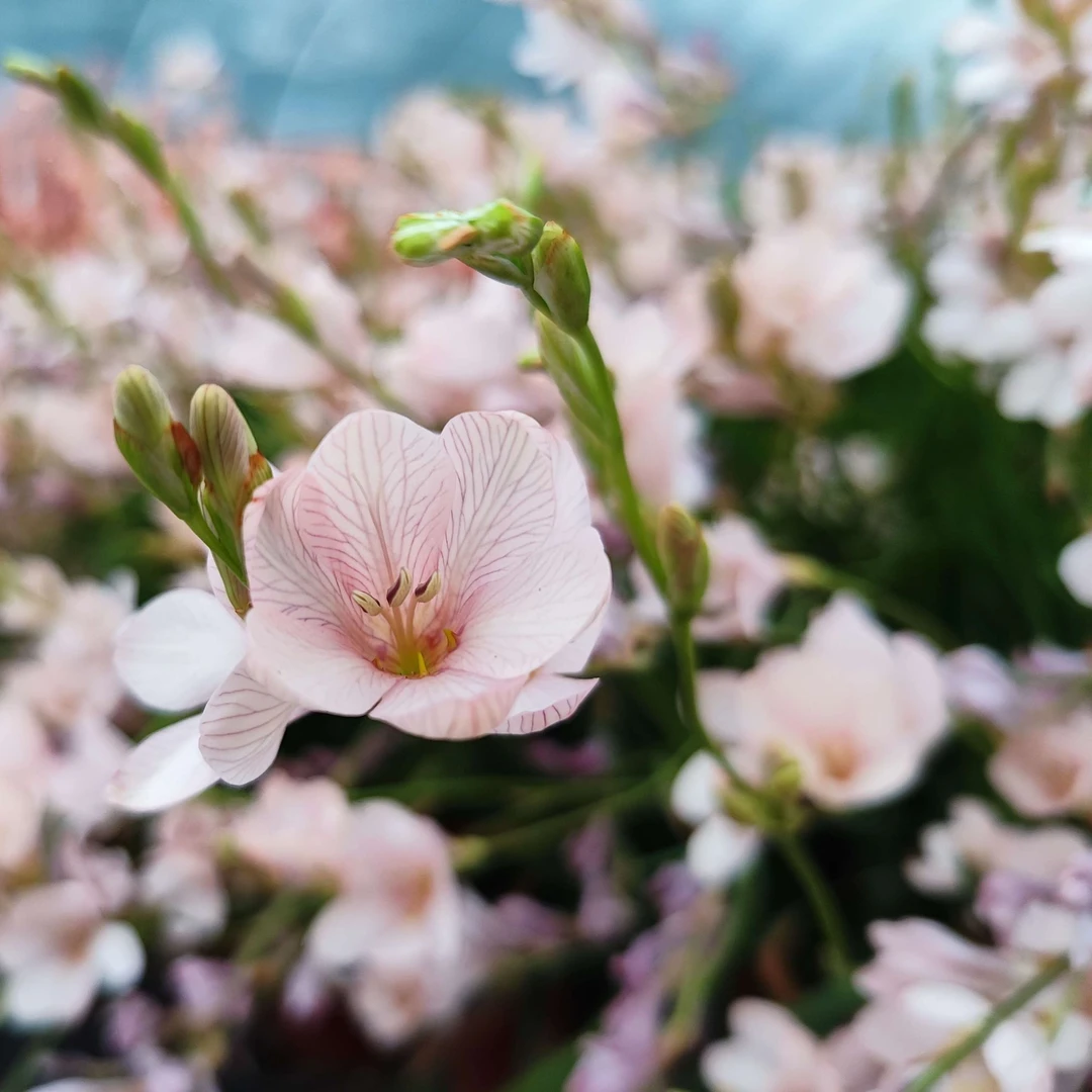 喵小痩 鸢尾兰tritonia玫瑰花边火烈鸟奶白轻粉黑斑杜宾 秋植球根