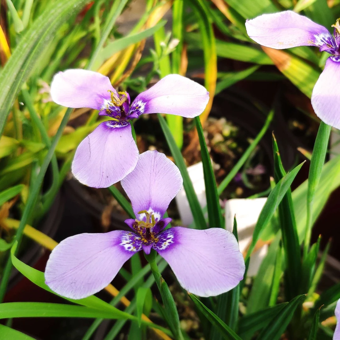 秋植小球根 瓶壶花Herbertia lahue 开花球 喵小痩家 特色花卉