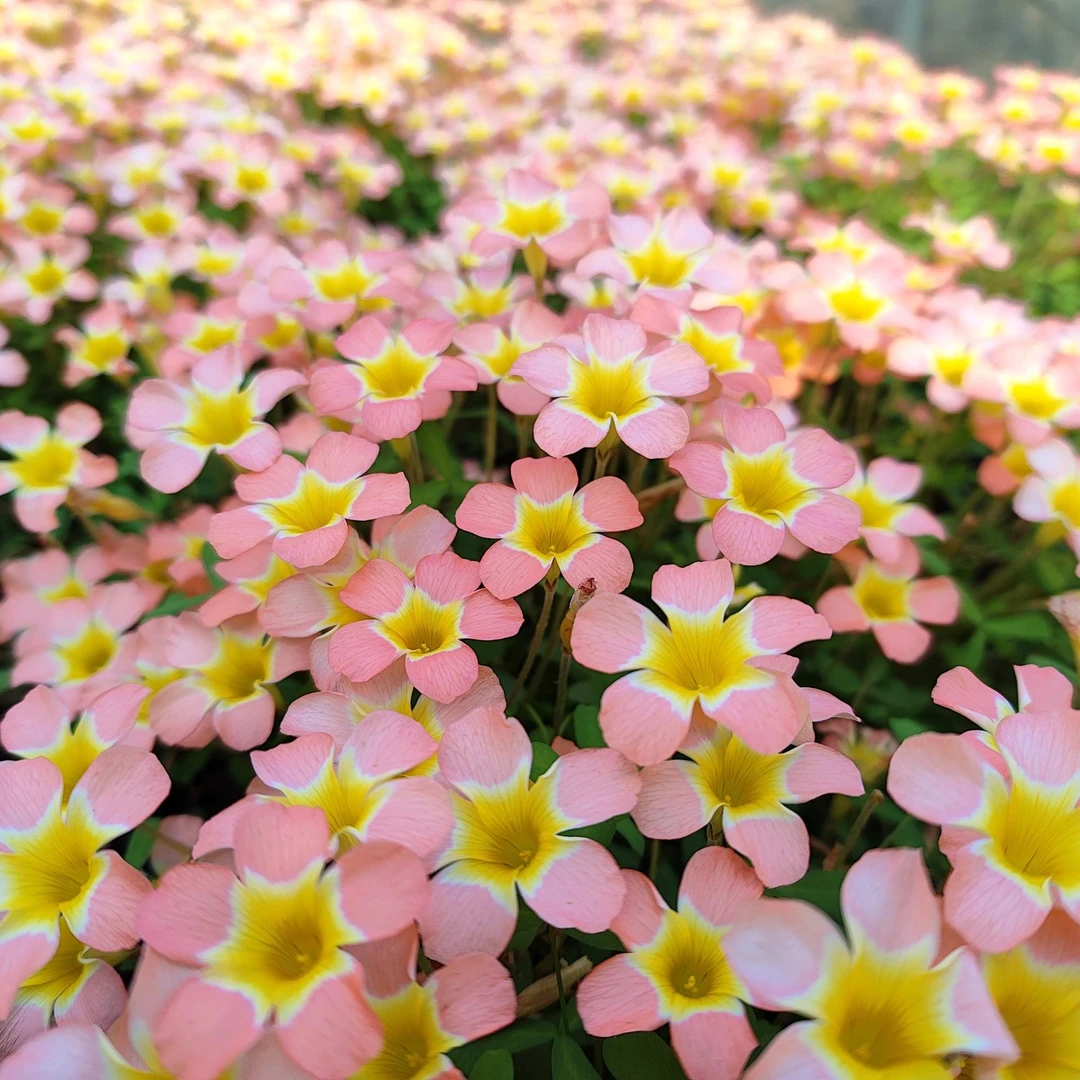 早花酢浆草种球 喵小瘦家  基地直发