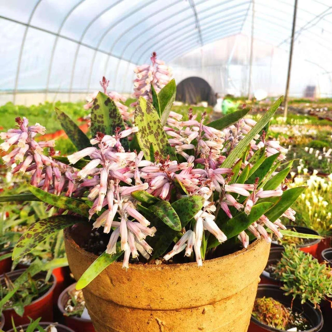 立金花Lachenalia 紫色多变 绿松石冬之莱拉 喵小痩家 秋植小球根
