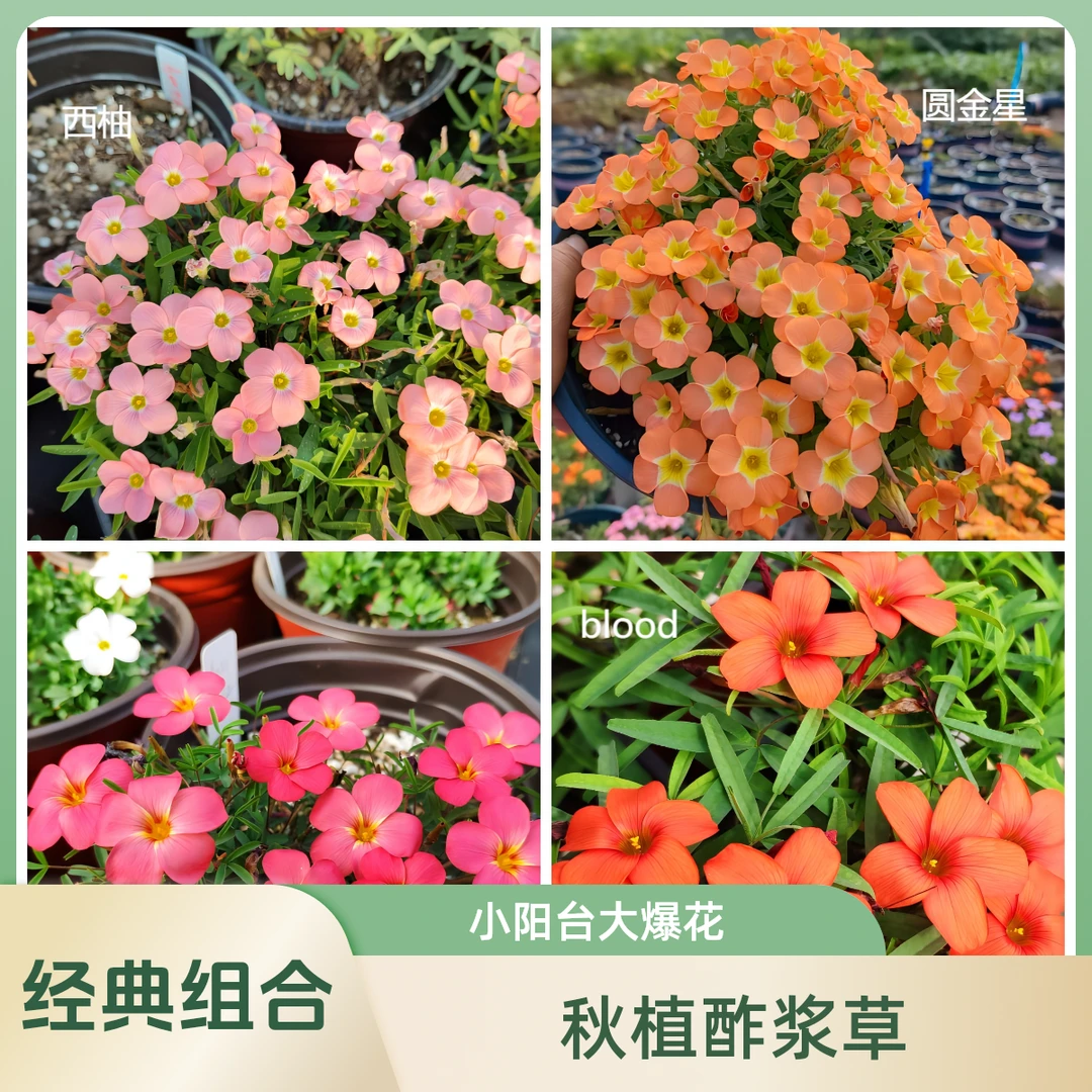 【坤哥推荐】酢浆草种球  经典品种组合包邮 喵小痩家 对版发货