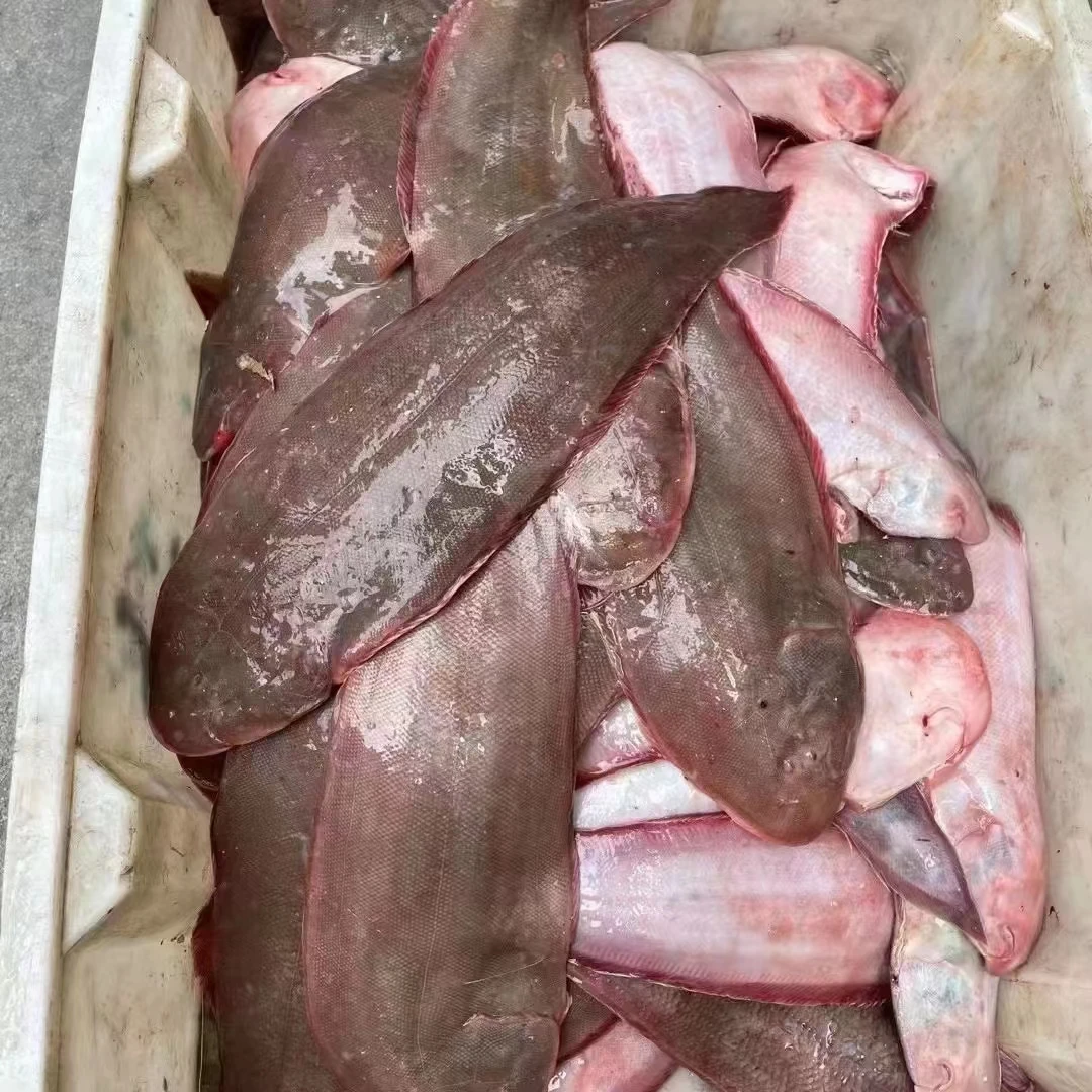 吕四渔港野生中板鱼，又称龙利鱼