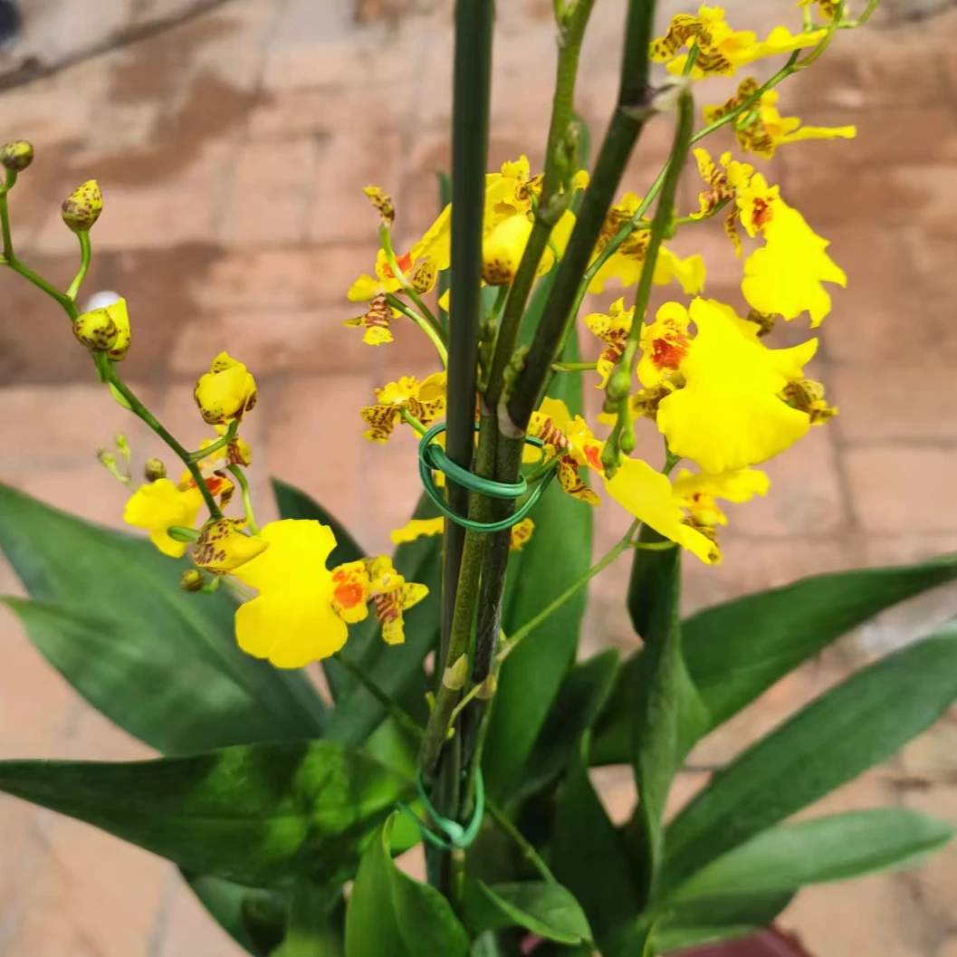 文心兰 蜜糖 带花苞 盆栽兰花阳 台客厅室内外好养