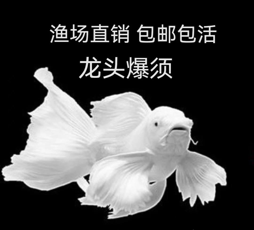 普身短身球体蝴蝶鲤淡水观赏鱼长尾大鳍贵妃容易养观赏发货鱼活体