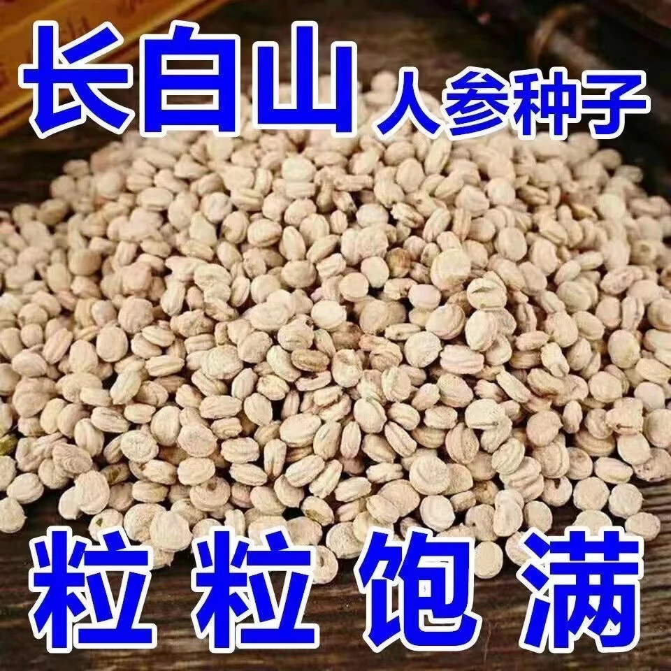 人参种子