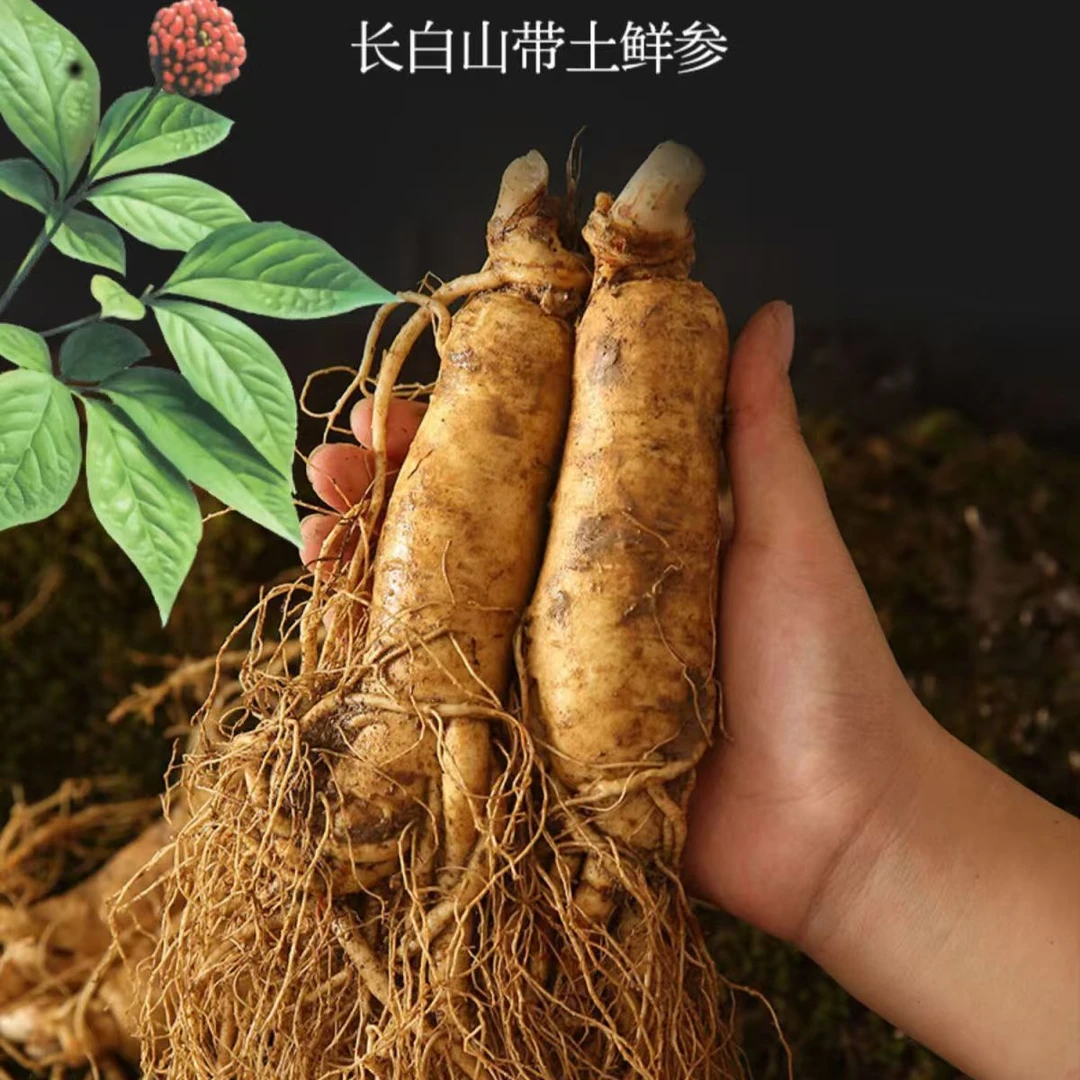 长白山【大人参】泡酒 送礼单支40-50克左右 买5支送2支现挖人参