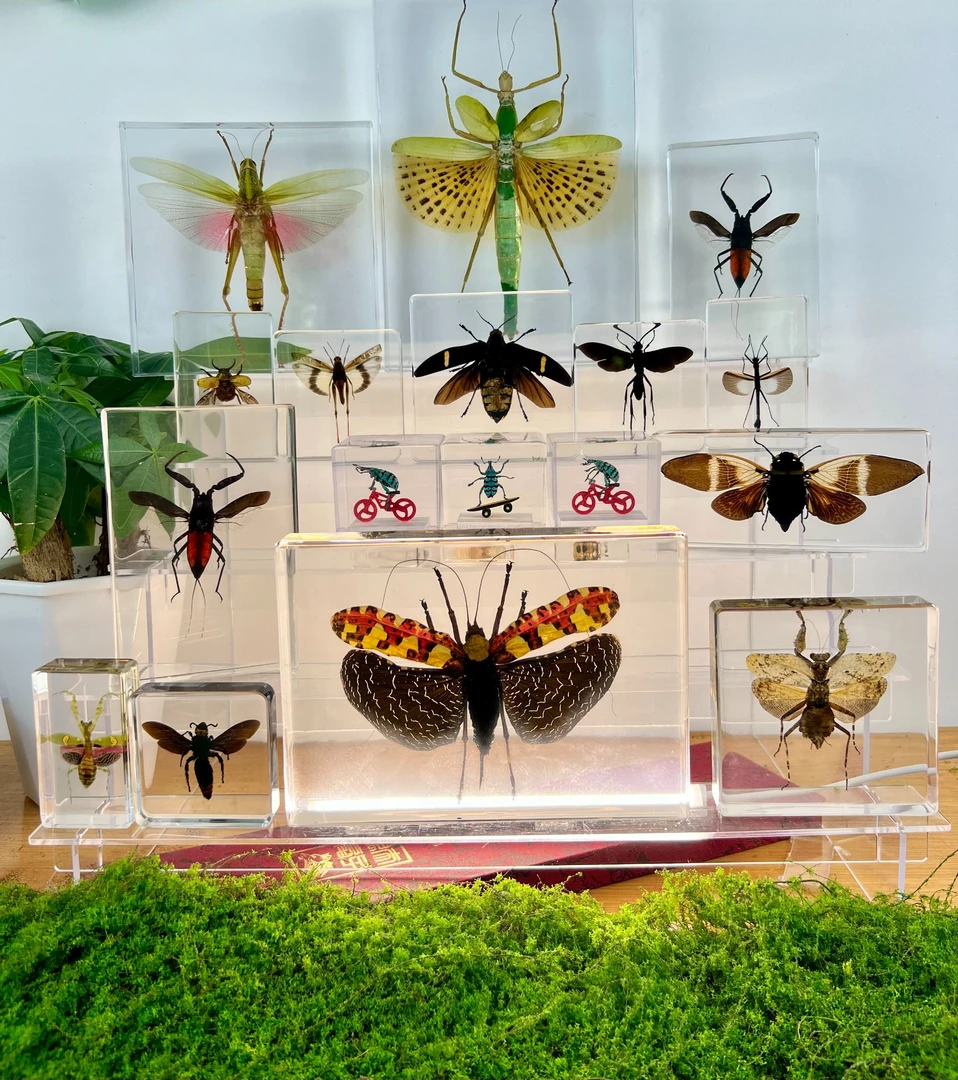教学真实昆虫动植物标本系列收藏摆件挂件特别礼物【补】
