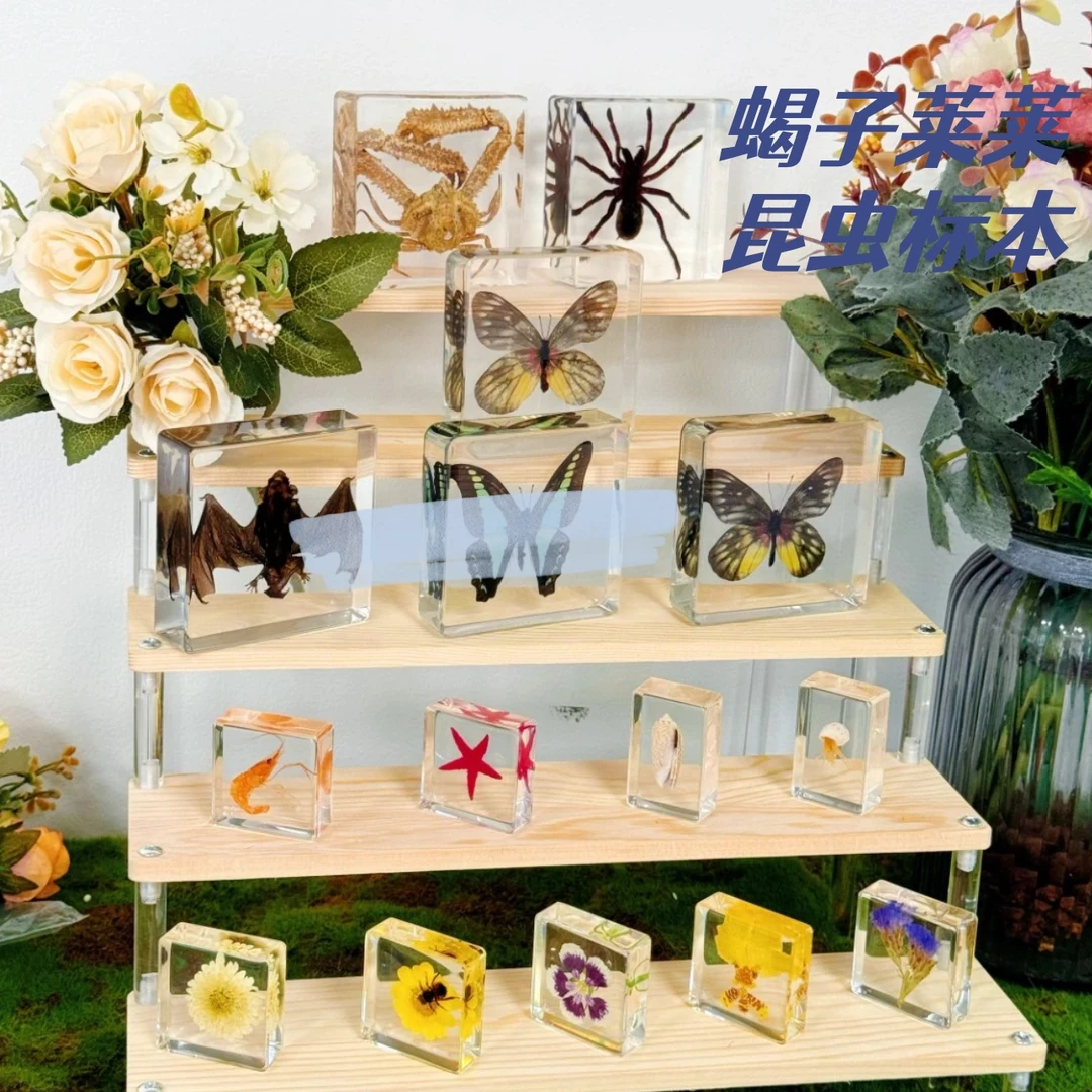 （中号标本）动植物标本系列收藏摆件挂件特别礼物