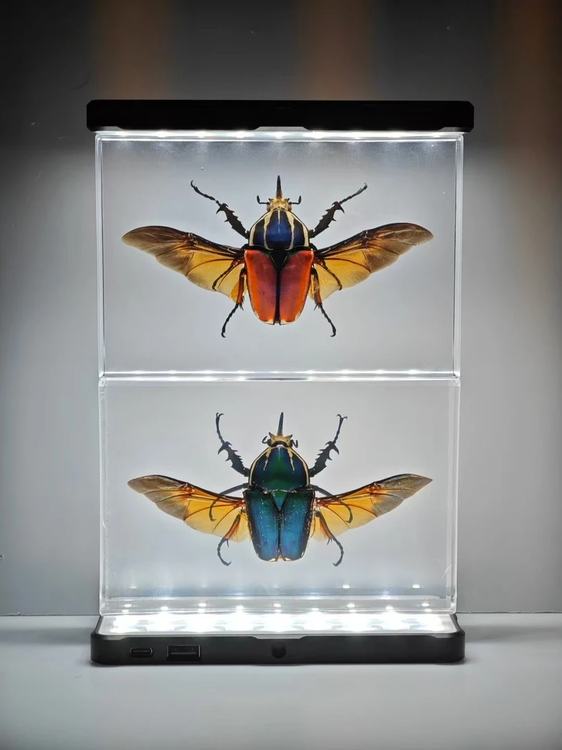 昆虫标本动植物真虫树脂标本昆虫玩具收藏虫子（100专拍）