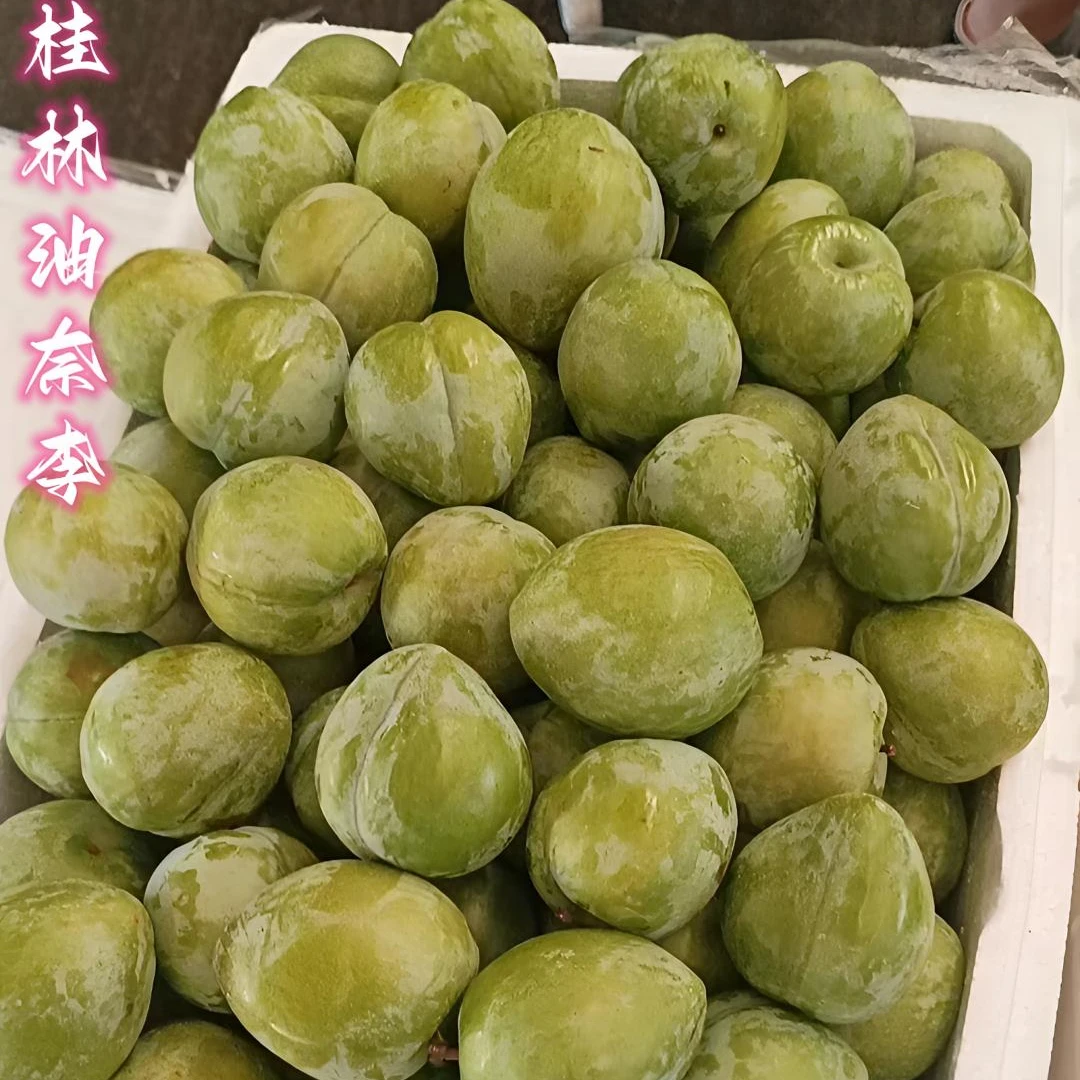 广西桂林油奈李脆甜爽口果园直供脱壳青李5斤8斤大果当季青李
