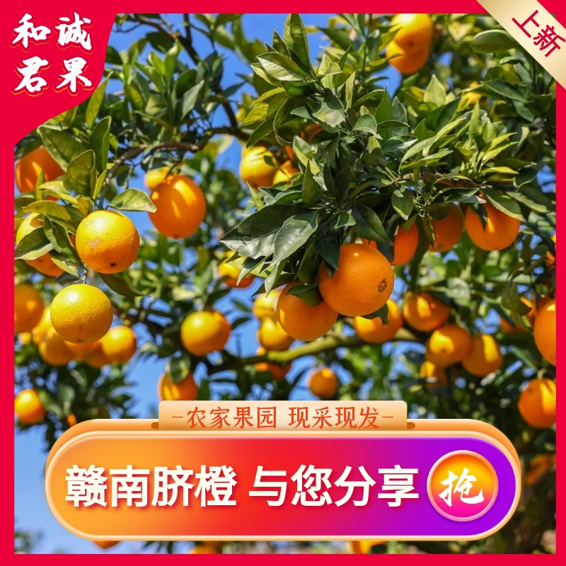 和君诚果系列之赣南脐橙