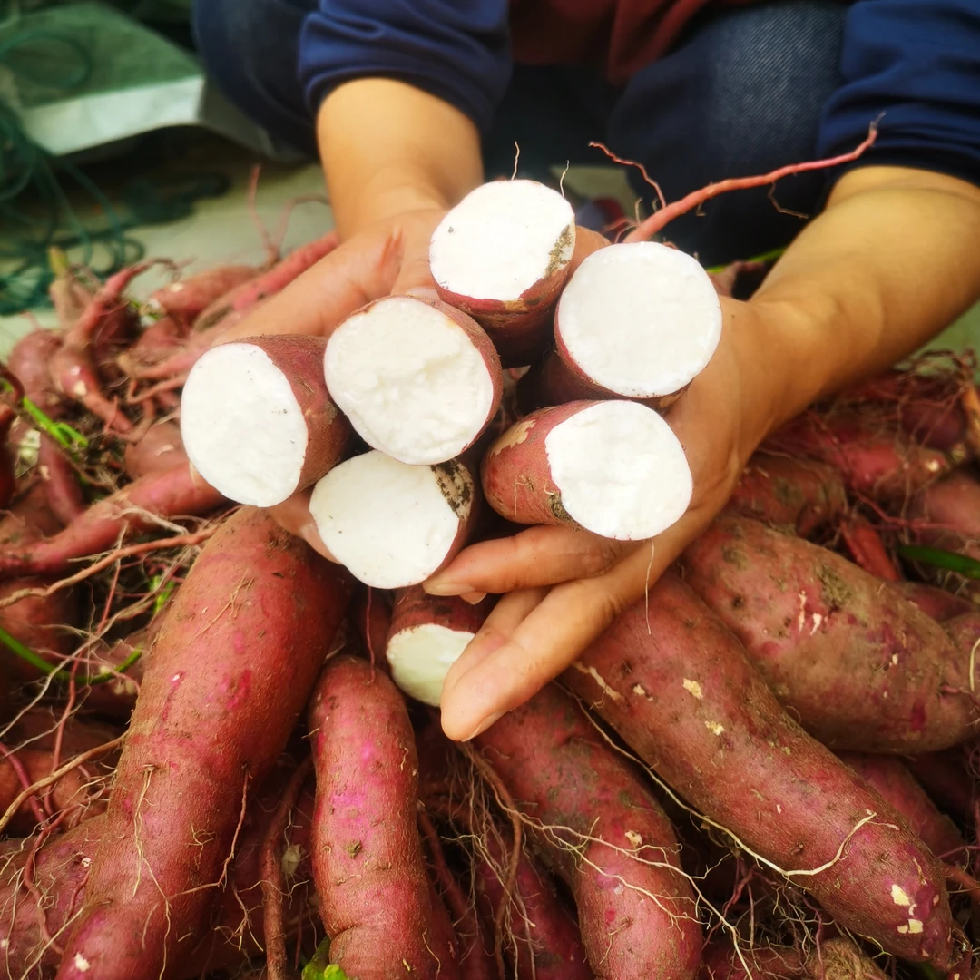 阜阳虎牙妹农家自种现挖现发软糯香甜白芯红薯