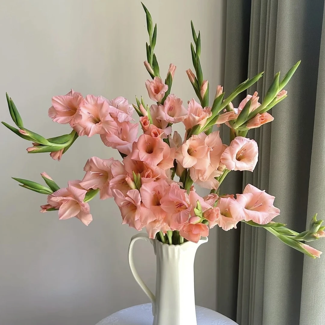 A级 剑兰 唐菖蒲 高品质鲜切花 顺丰/京东包邮