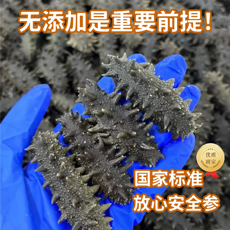头茬秋参 尝鲜装  个头大肉厚 冻煮拉缸盐15-20头底播海参营养