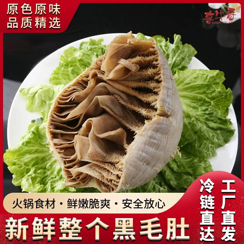 新鲜黑毛肚整个带底板牛百叶牛肚牛杂重庆火锅串串麻辣烫商用食材