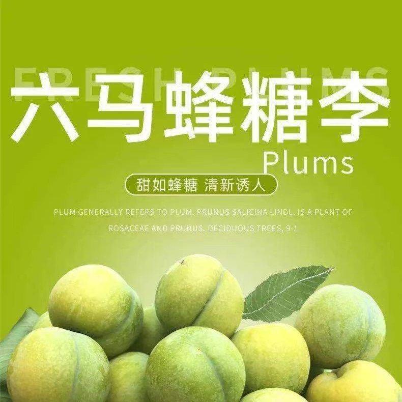 两年苗贵州六马蜂糖李一代嫁接果树苗落叶植物地栽盆栽种植水果苗