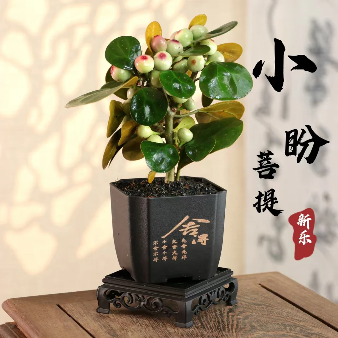 小盼菩提树盆栽带果室内花盆景观桌摆精致禅意中式好养懒人绿植