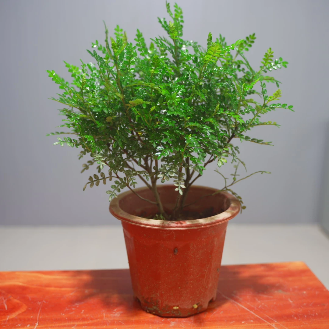 【基地直发】6年大苗老桩清香胡椒木